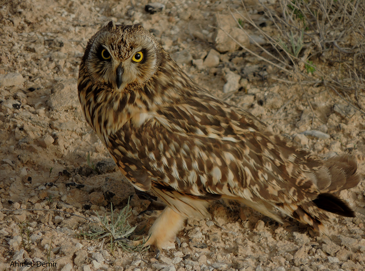 Short-eared Owl